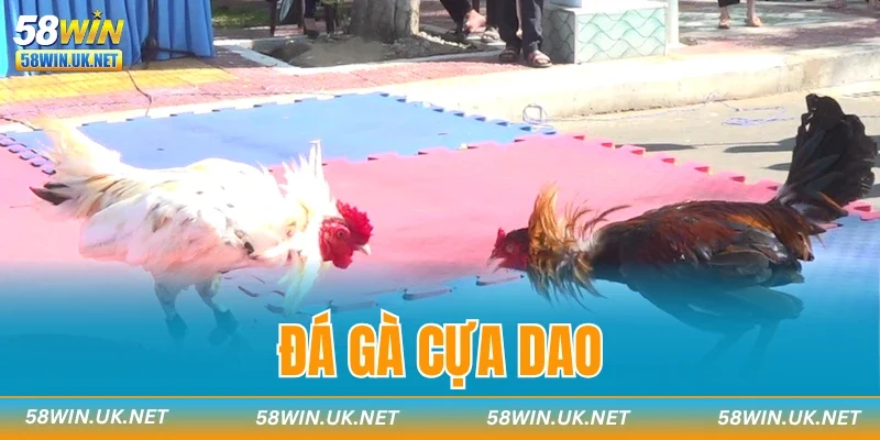 Đá Gà Cựa Dao