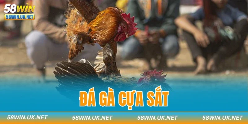 Đá Gà Cựa Sắt