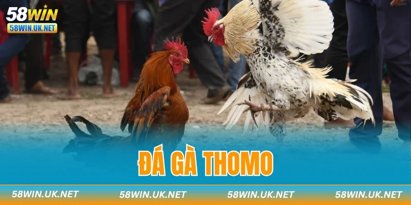 Đá Gà Thomo