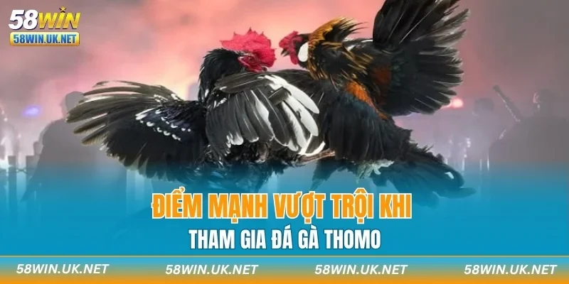 Điểm mạnh vượt trội khi tham gia đá gà Thomo