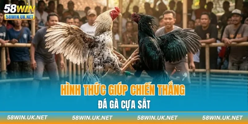 Hình thức giúp chiến thắng đá gà cựa sắt