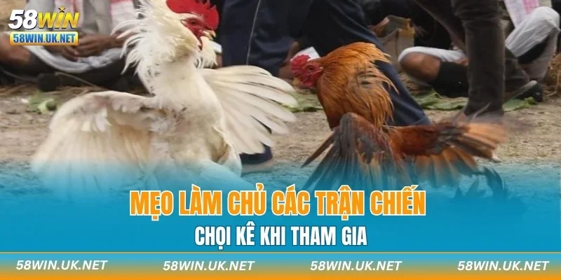 Mẹo làm chủ các trận chiến chọi kê khi tham gia