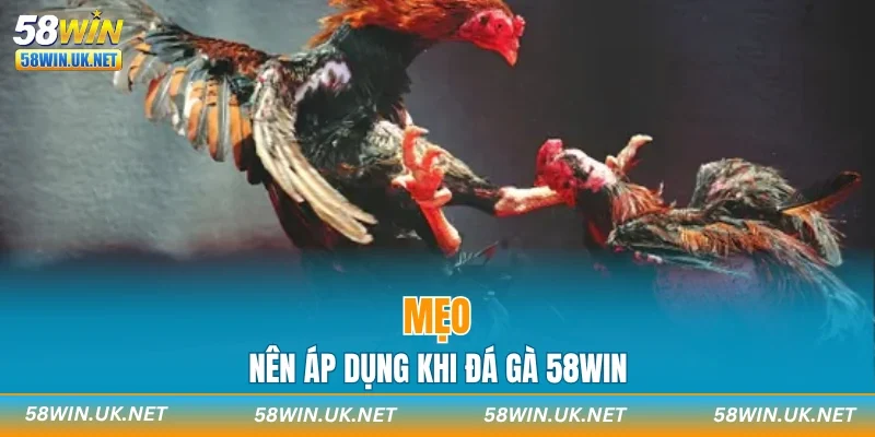 Mẹo nên áp dụng khi đá gà 58WIN