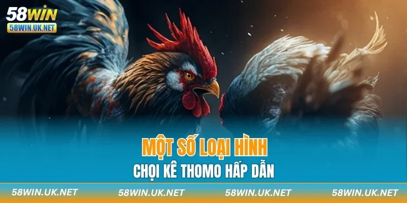 Một số loại hình chọi kê Thomo hấp dẫn