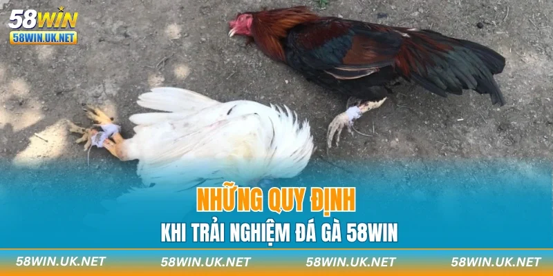 Những quy định khi trải nghiệm đá gà 58WIN