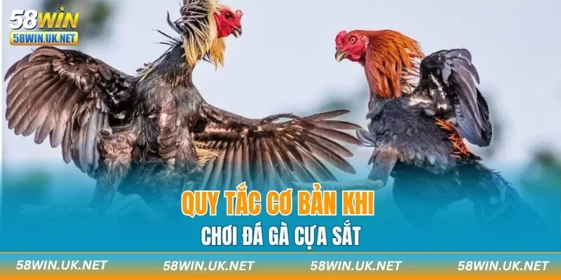 Quy tắc cơ bản khi chơi đá gà cựa sắt