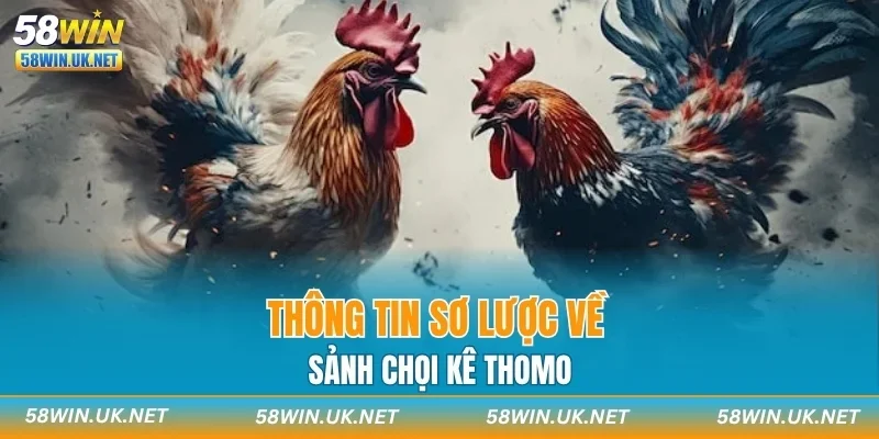 Thông tin sơ lược về sảnh chọi kê Thomo