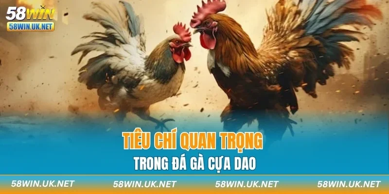 Tiêu chí quan trọng trong đá gà cựa dao