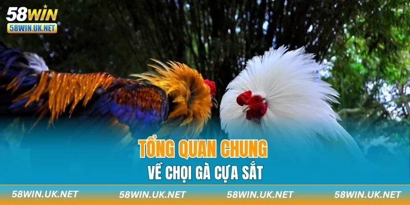 Tổng quan chung về chọi gà cựa sắt