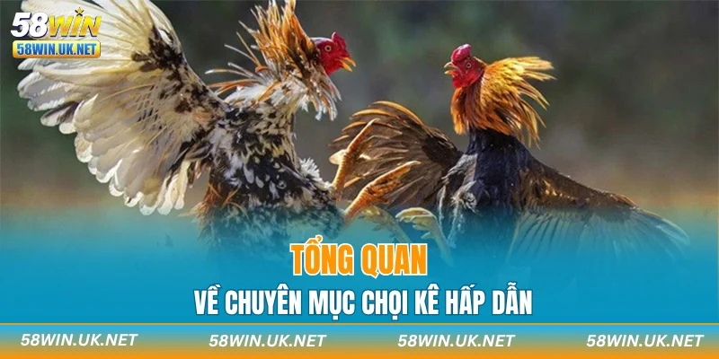Tổng quan về chuyên mục chọi kê hấp dẫn